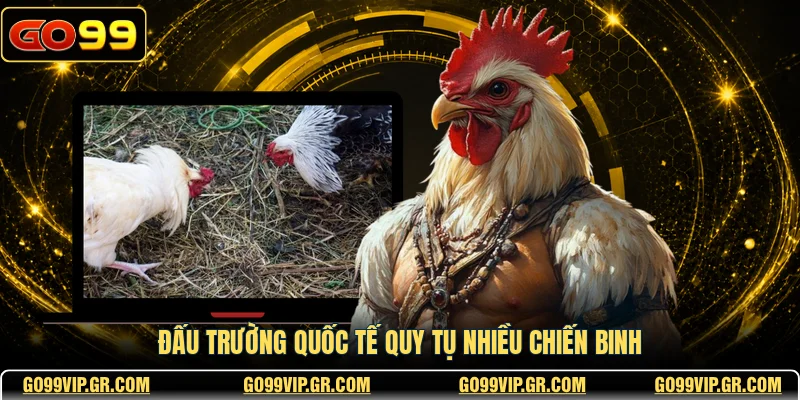 GA28 Đá Gà - Sân Chơi Tranh Tài Đỉnh Cao Nhất Hiện Nay Đấu trường quốc tế quy tụ nhiều chiến binh