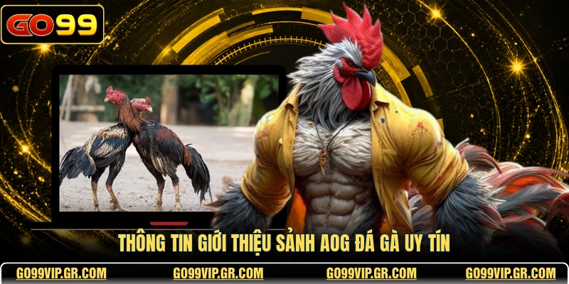 AOG Đá Gà - Sảnh Cược Trực Tuyến Đẳng Cấp Nhất 2026 Thông tin giới thiệu sảnh AOG đá gà uy tín